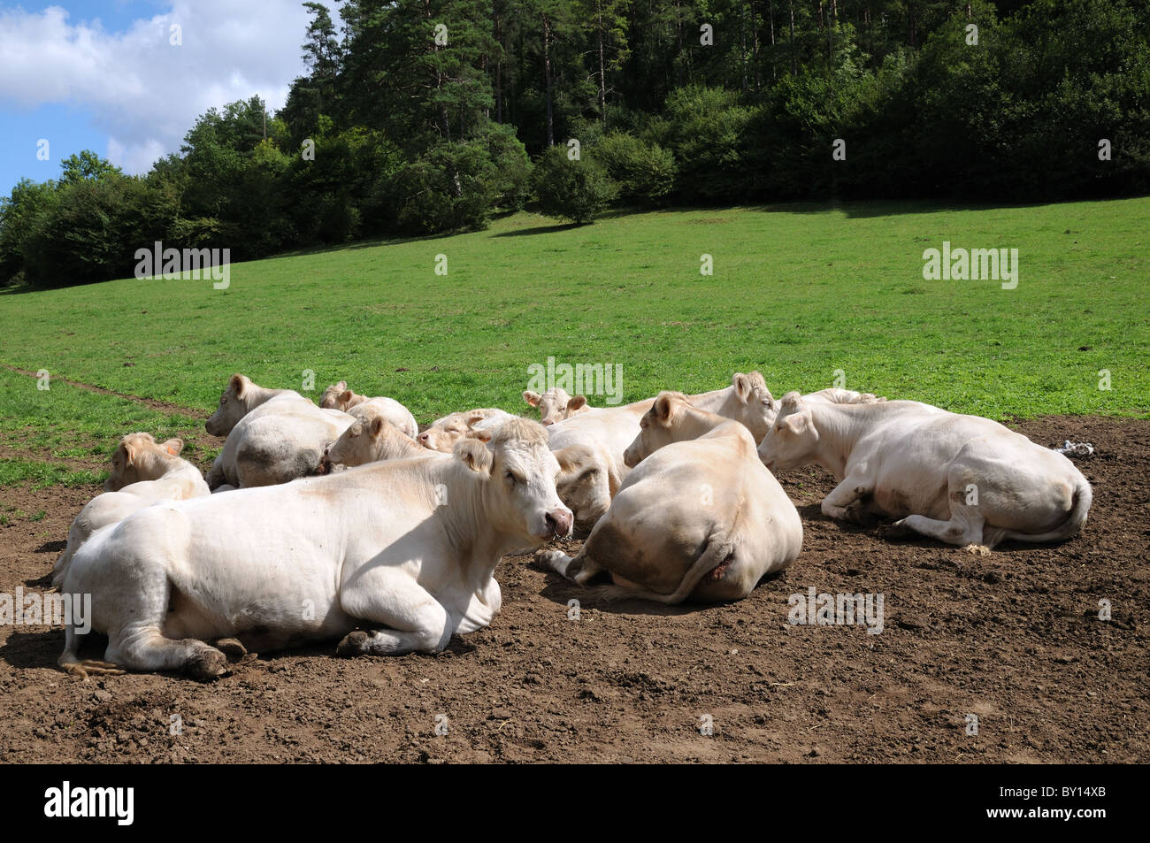 Eine Gruppe von Charolais-Rindern liegend um zu kauen, Wiederkäuen in der Ecke von einem Feld nahe Fontenay in Burgund Frankreich Stockfoto