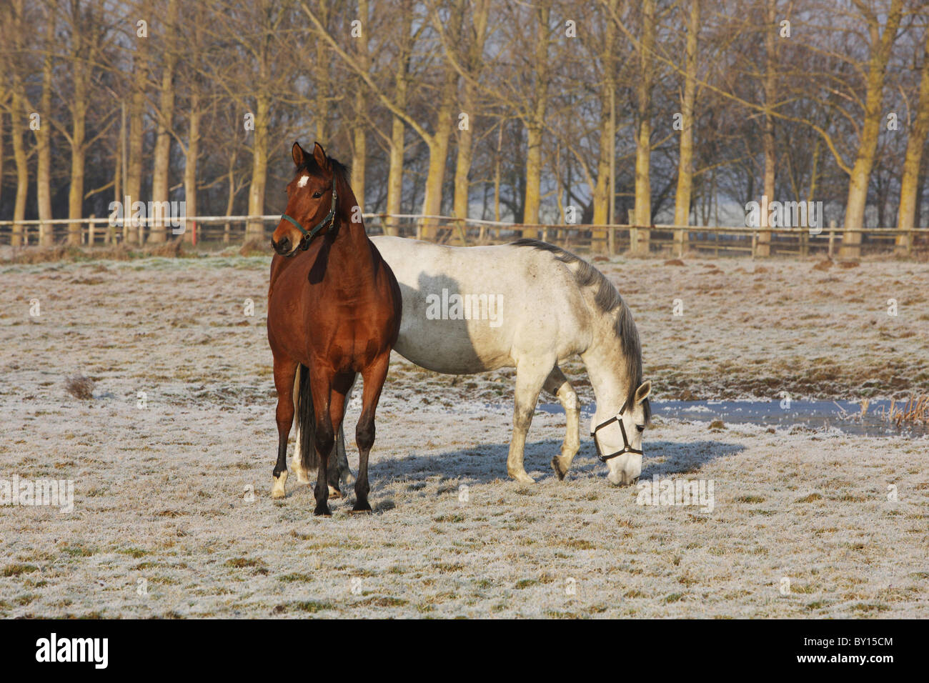 DEU, Ahrenshoop, 101230, [Copyright (c): Gerhard Leber - Stockfoto