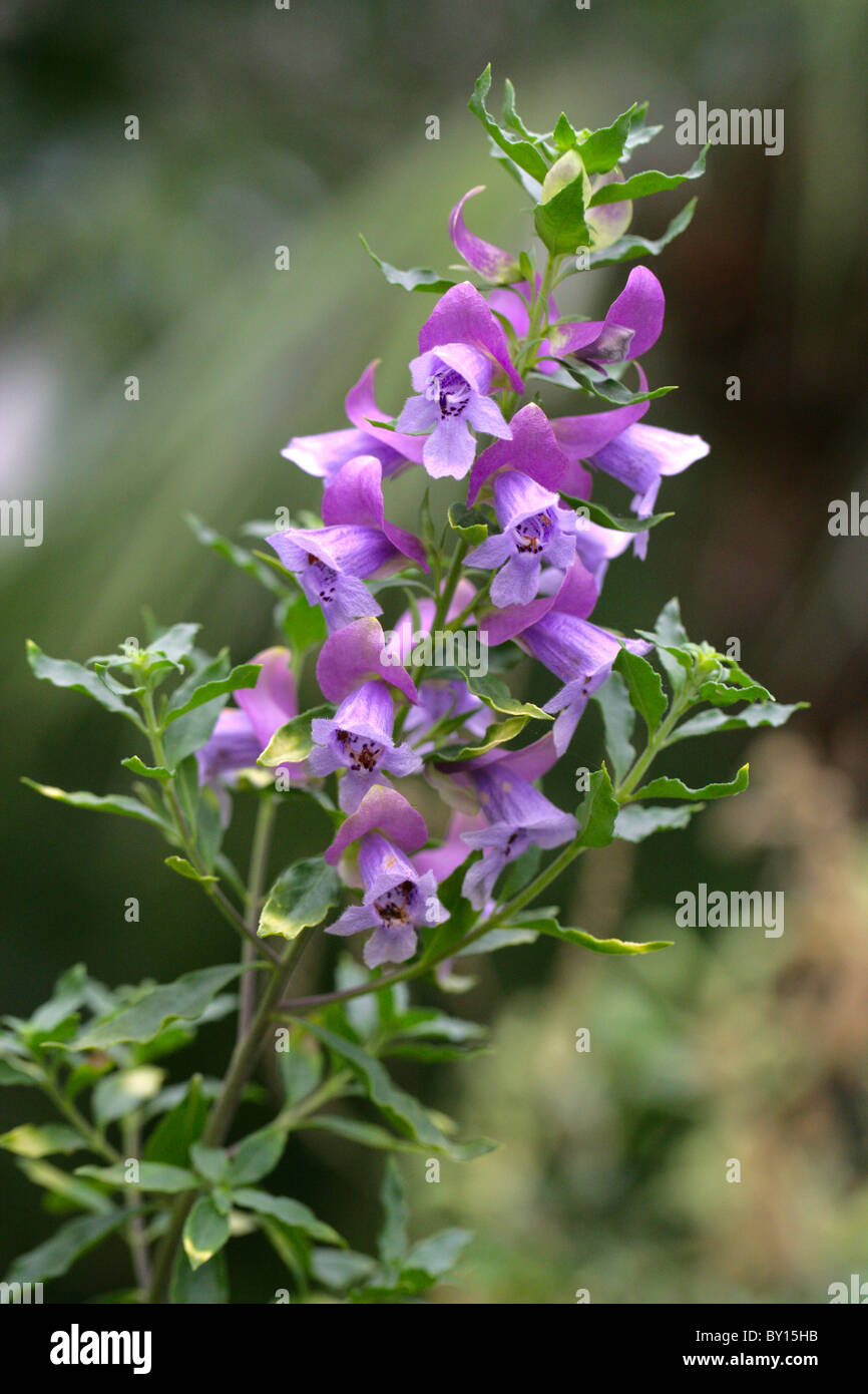 Mintbush oder Minze-Busch, Prostanthera Magnifica, Lamiaceae (Labiatae), Western Australia. Stockfoto