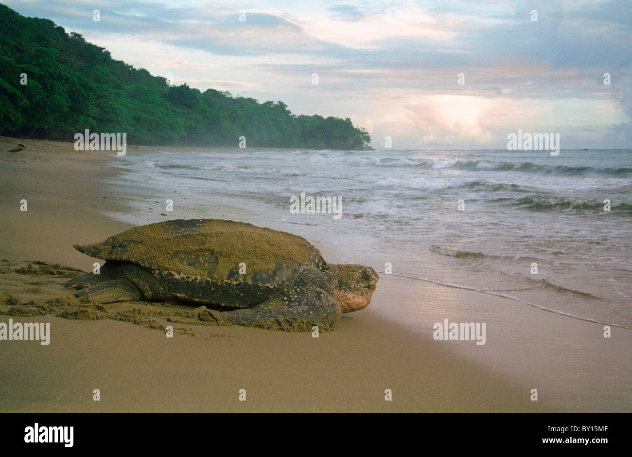Riesige Lederschildkröte geht zurück auf das Meer in der Morgendämmerung Eizellen gelegen Stockfoto
