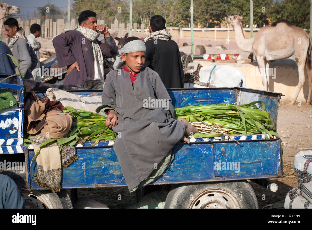 Junge sitzt im feed LKW an der Vieh- und Kamelmarkt in der Nähe von Luxor Ägypten Stockfoto
