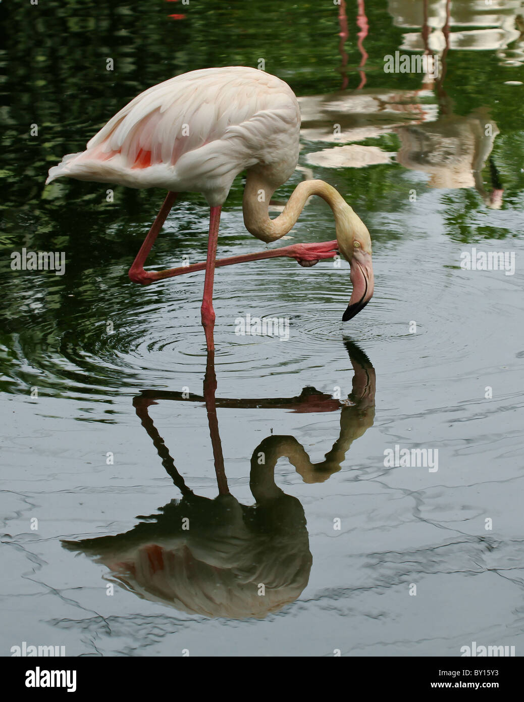 Rosa Flamingos in Kuala Lumpur Bird park Stockfoto