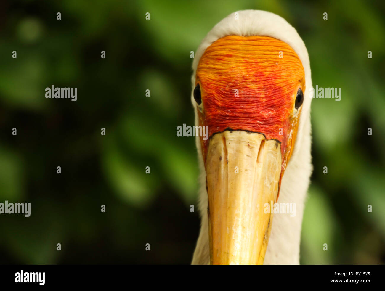 Asiatischen Storch in Kuala Lumpur Bird park Stockfoto