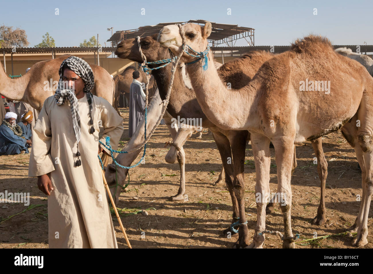 Man hält sich an Kamele zum Verkauf an die Rinder und Kamelmarkt in der Nähe von Luxor, Ägypten Stockfoto