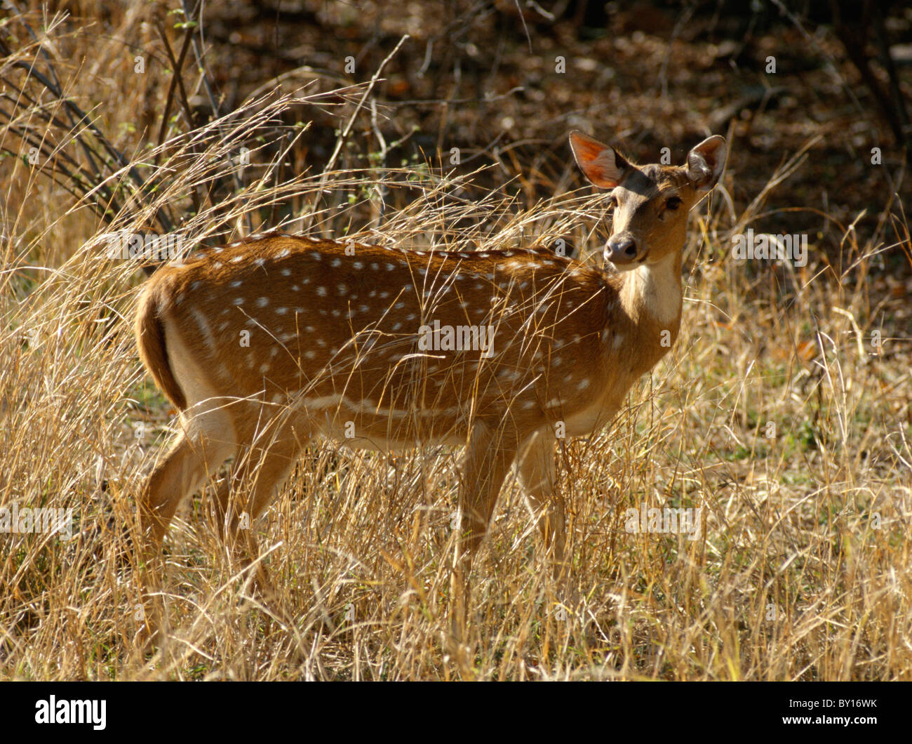 Achse-Liebe, Ranthambhore National Park, Rajasthan, Indien Stockfoto