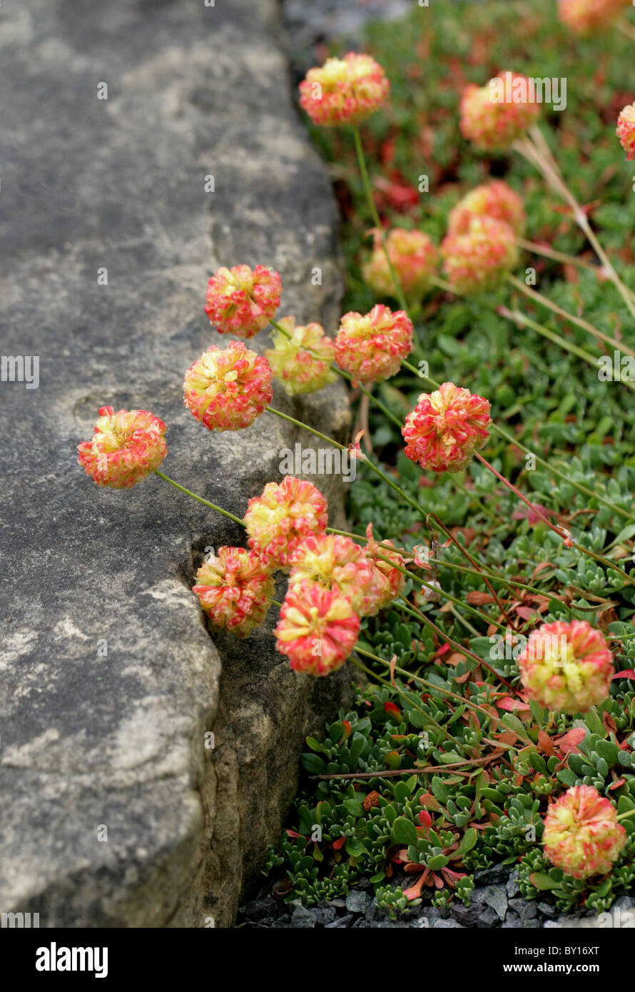 Siskiyou wilder Buchweizen, Eriogonum Siskiyouense, Knie, Kalifornien, Nord-Amerika. Bedroht, UICN Vunerable. Stockfoto