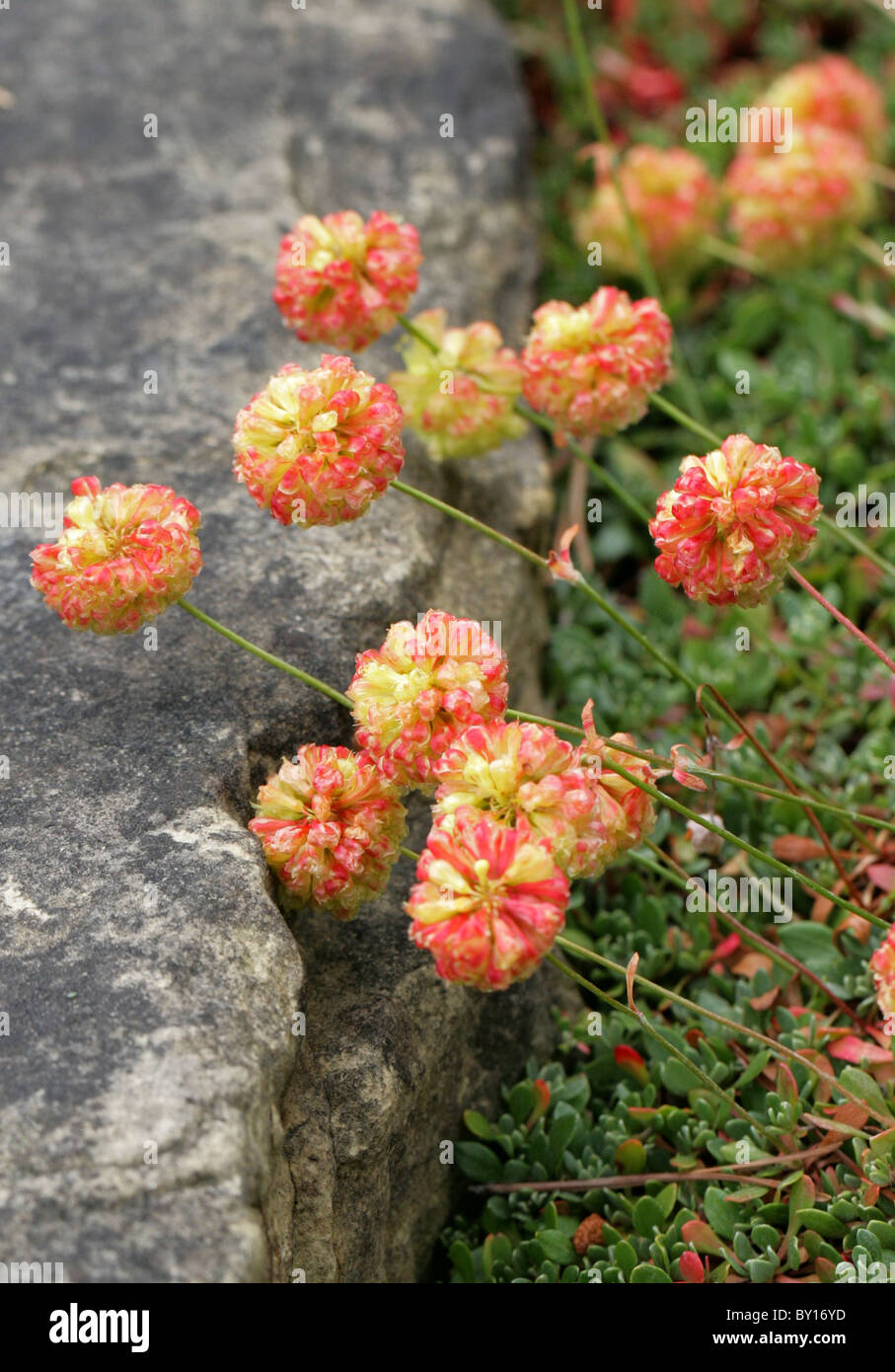 Siskiyou wilder Buchweizen, Eriogonum Siskiyouense, Knie, Kalifornien, Nord-Amerika. Bedroht, UICN Vunerable. Stockfoto