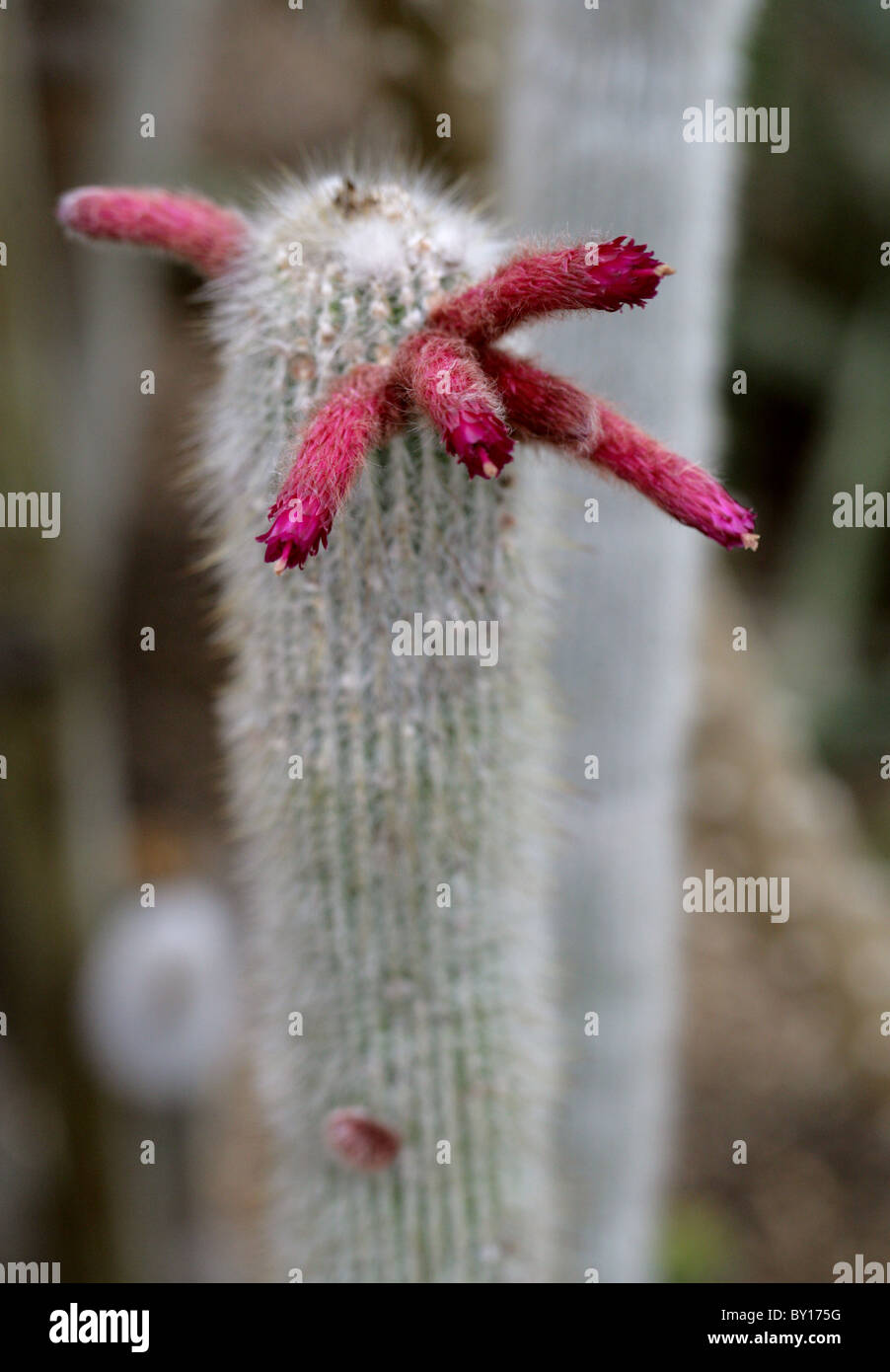 Silberne Fackel oder wolligen Torch Kaktus, Cleistocactus Strausii, Cactaceae, Bolivien, Südamerika Stockfoto