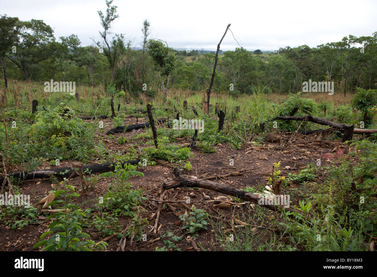 MECATI Wald, Mosambik, Mai 2010: Expandierende Landwirtschaft - diese Familie die Bäume und das Grundstück, auf diesem Hügel gelöscht. Stockfoto