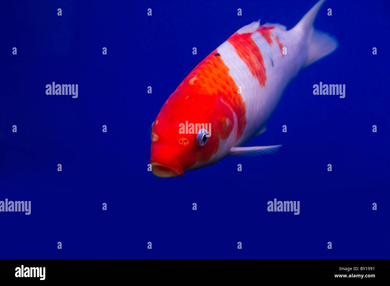 Große bunte Koi-Karpfen in einem aquarium Stockfoto