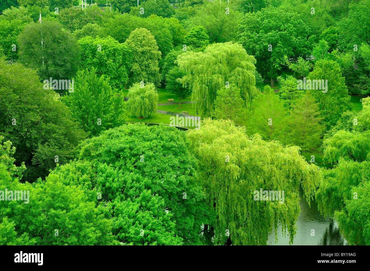 Erhöhte Ansicht von grünen Bäumen in Boston Public Garden, Massachusetts. Stockfoto