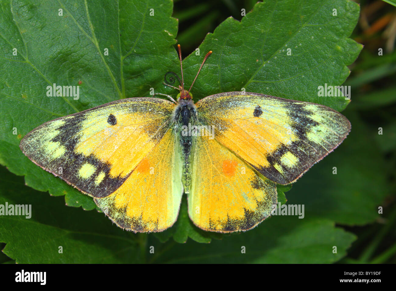 Orange Schwefel Schmetterling (Colias Eurytheme) Stockfoto