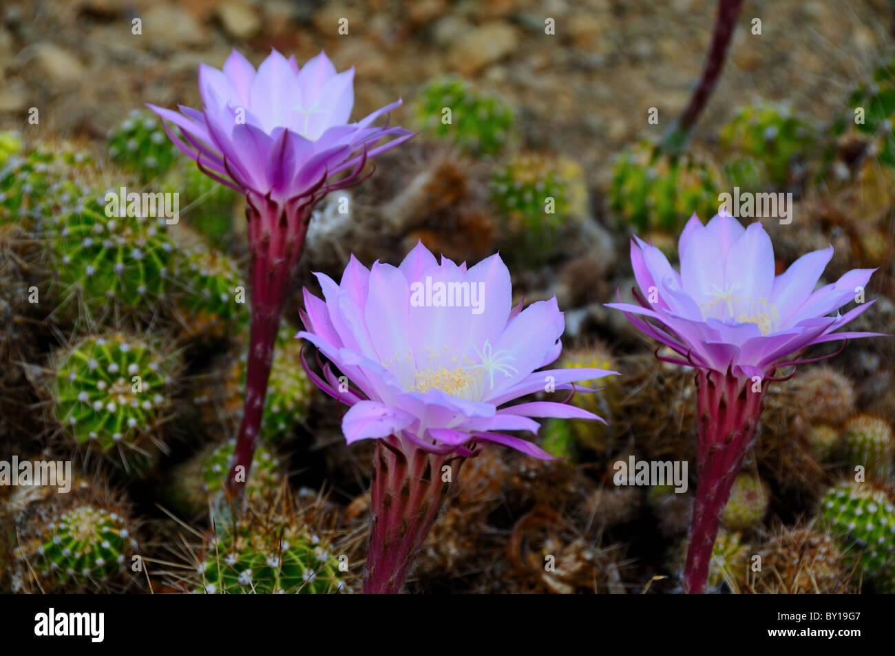 Lila Blüten von Kakteen. Südafrika Stockfoto