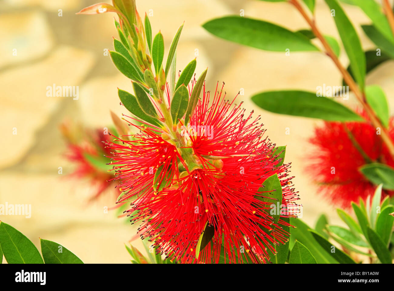 Pfeifenputzer Pflanze - Bottlebrush Werk 02 Stockfotografie - Alamy