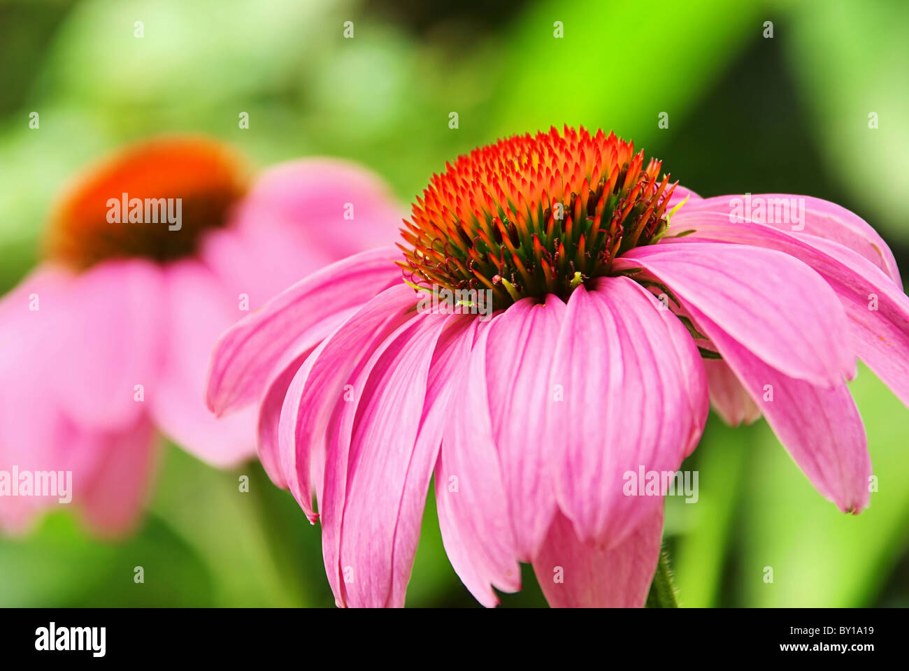 Sonnenhut Purpur - Sonnenhut 49 Stockfoto