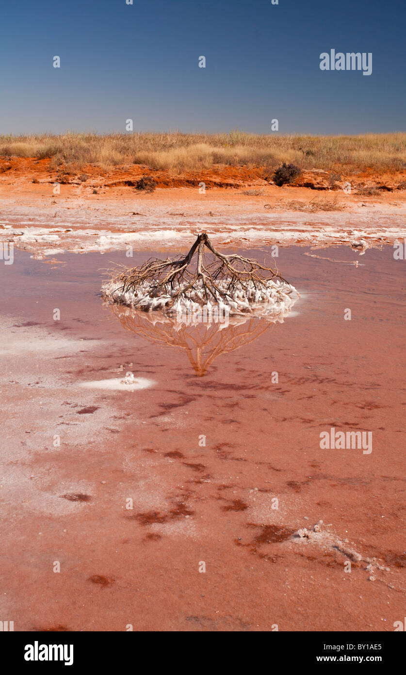 Salz verkrusteten Baumwurzeln, Salz funktioniert, Onslow, Pilbara, Western Australia Stockfoto