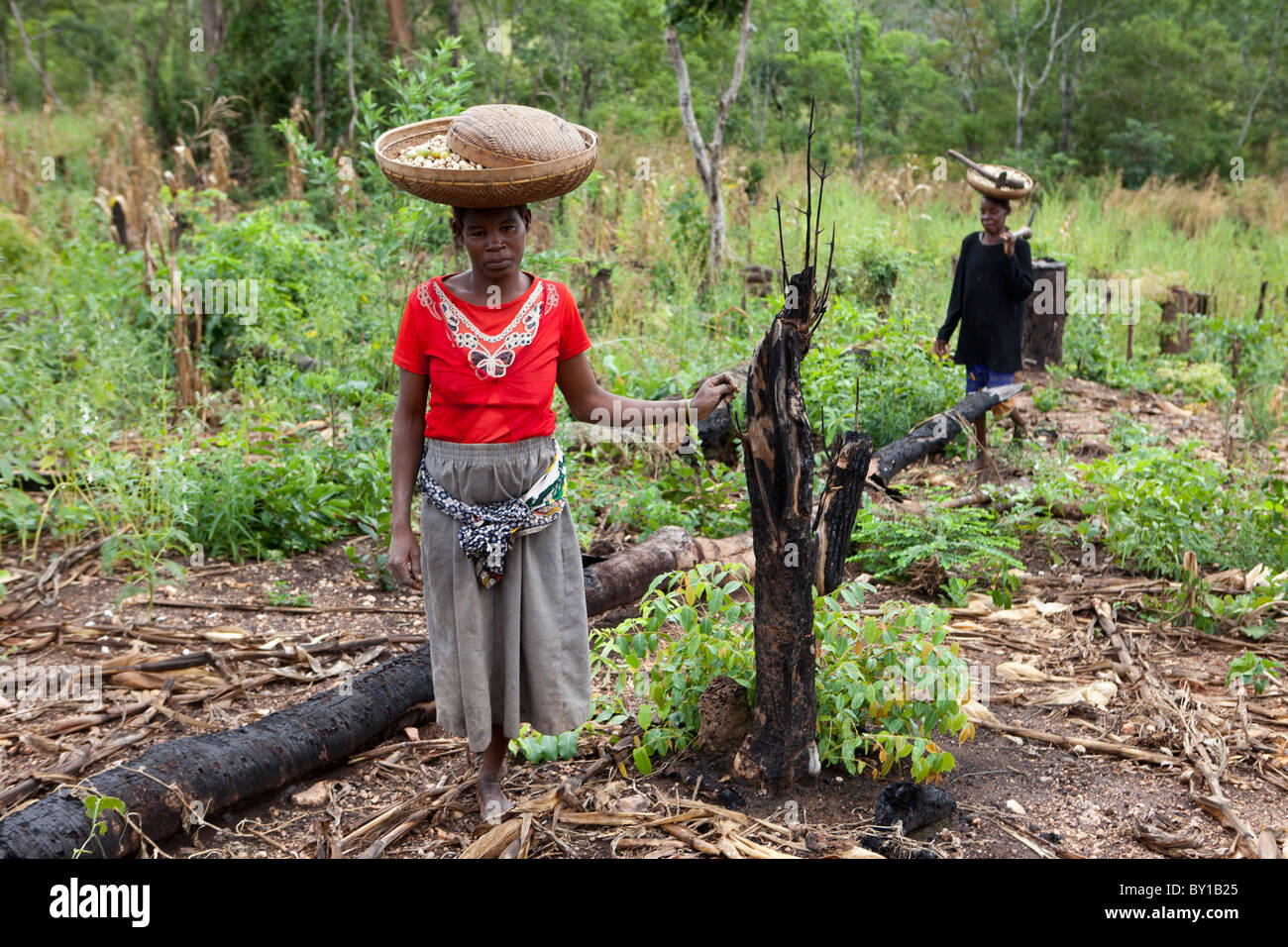 MECATI Wald, Mosambik, Mai 2010: Expandierende Landwirtschaft - diese Familie die Bäume und das Grundstück, auf diesem Hügel gelöscht. Stockfoto