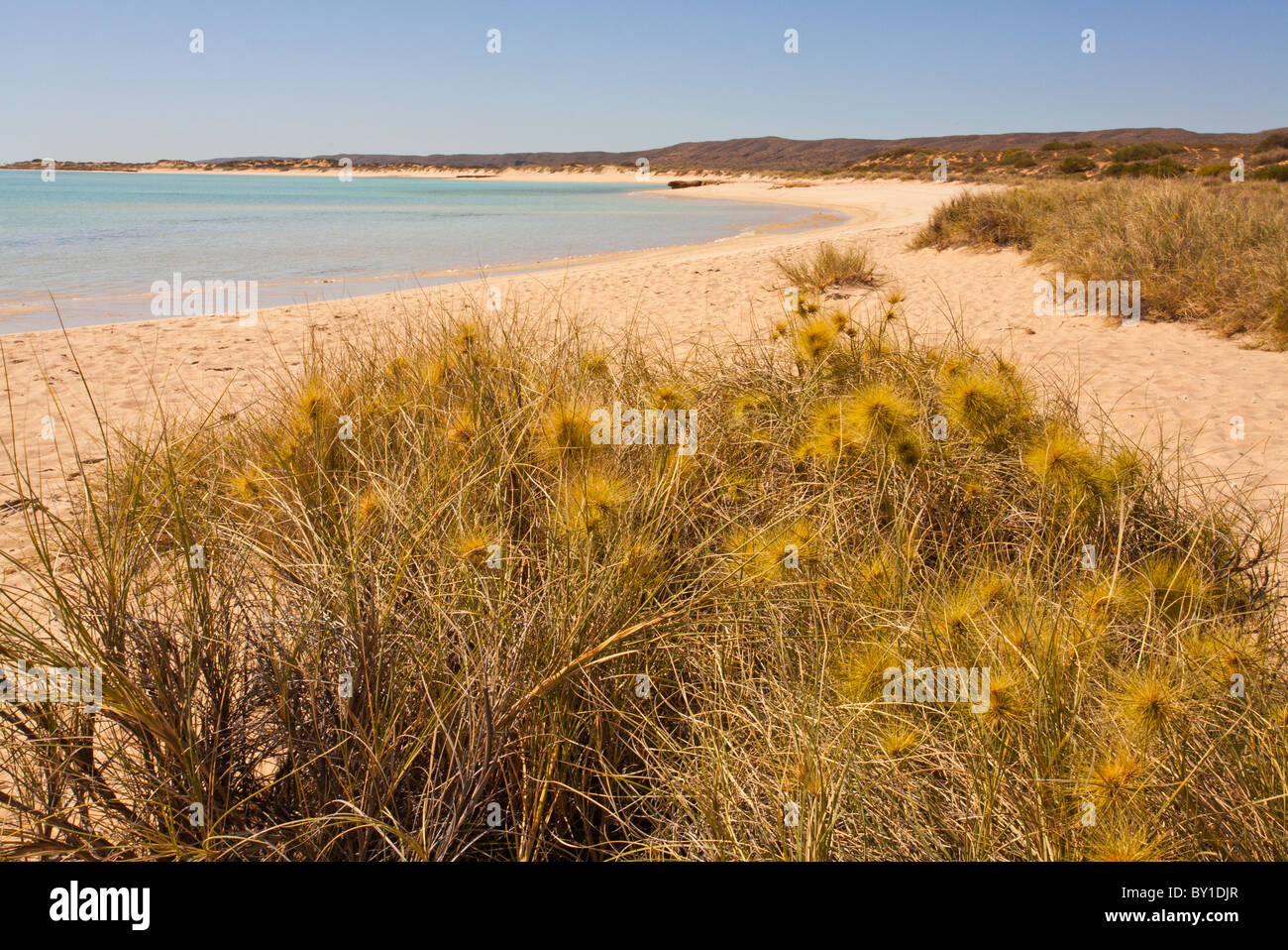 Blühenden Rasen auf Turquoise Bay, Cape Range National Park, Exmouth, Western Australia Stockfoto