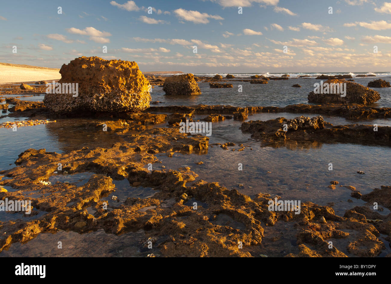 Sonnenuntergang am großen Aufschlüssen von Toten auf einem alten Korallenriff am Strand von Quobba Station, Carnarvon, Western Australia Stockfoto