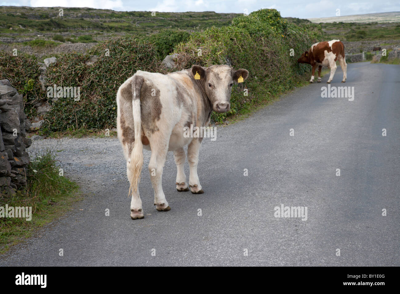 Inishmore, Aran-Inseln, County Galway, Irland Stockfoto