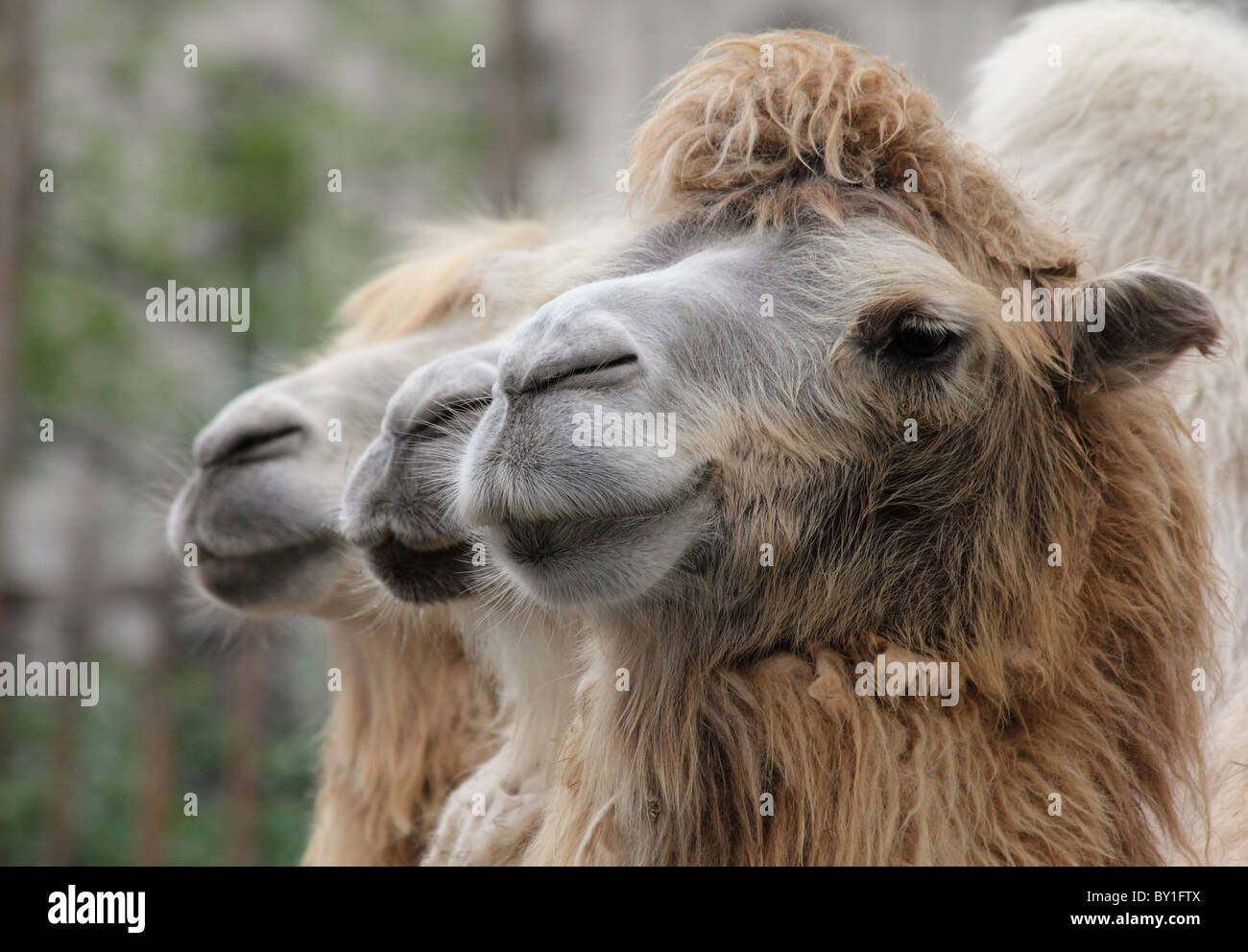 Drei Dromedare schaut in eine Richtung. Stockfoto