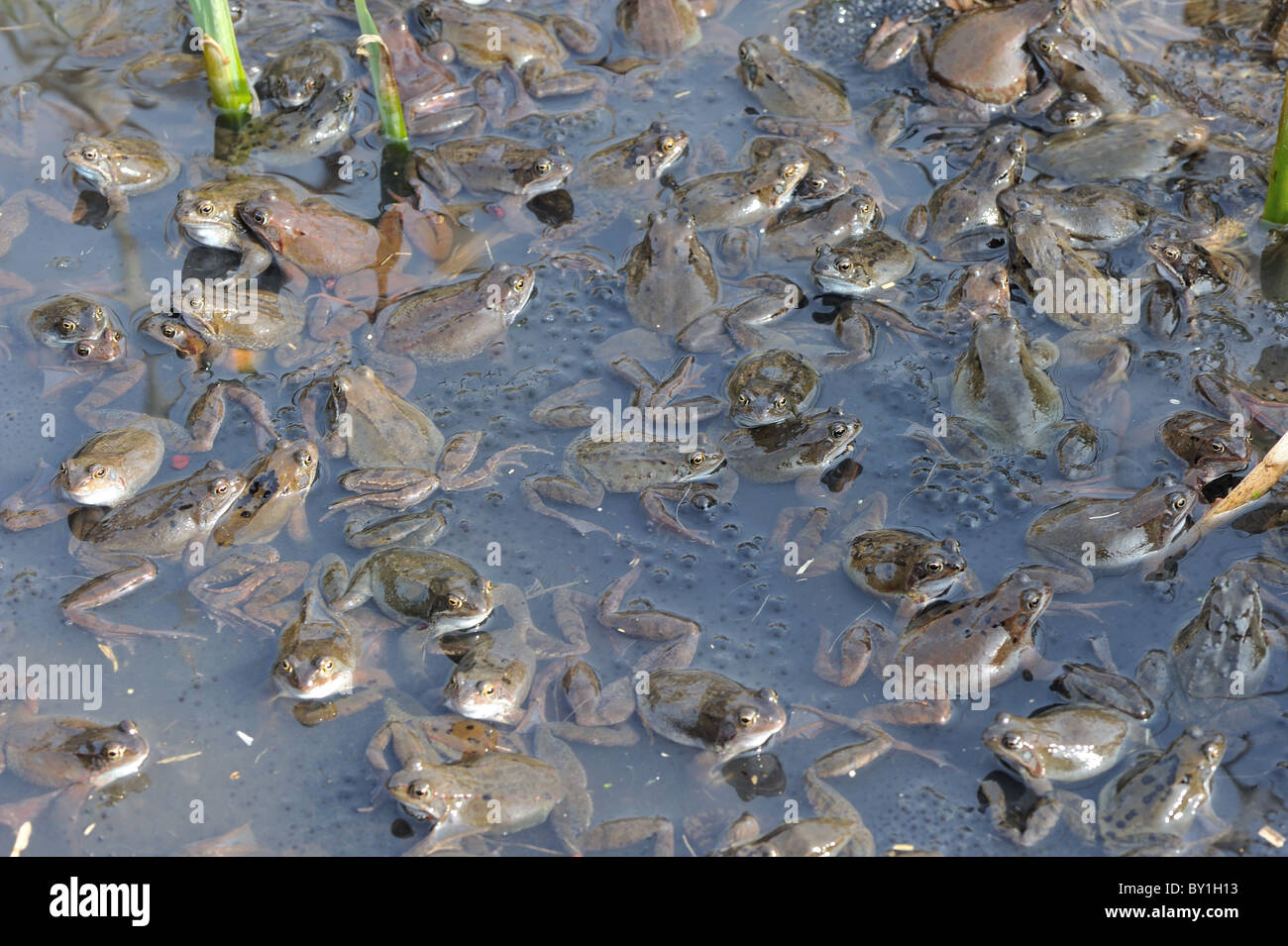Grasfrosch (Rana Temporaria) im Teich zur Paarung treffen Stockfoto