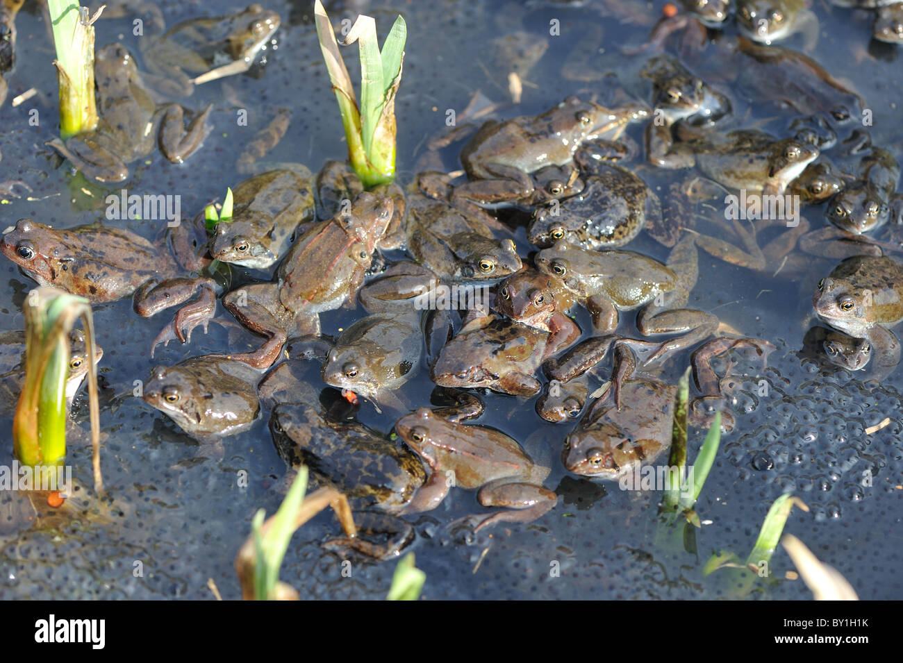Grasfrosch (Rana Temporaria) im Teich zur Paarung treffen Stockfoto