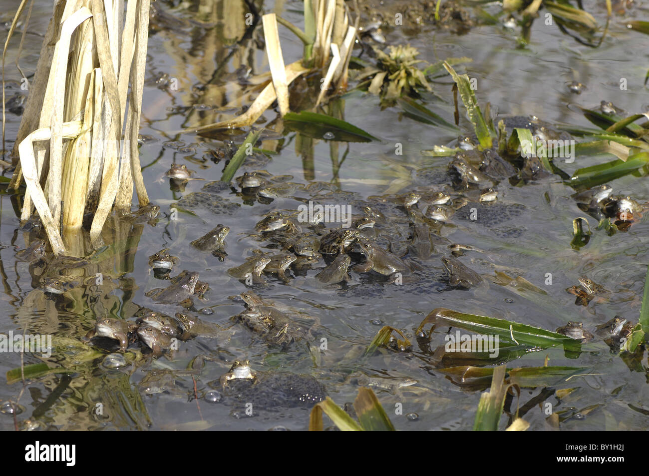 Grasfrosch (Rana Temporaria) im Teich zur Paarung treffen Stockfoto