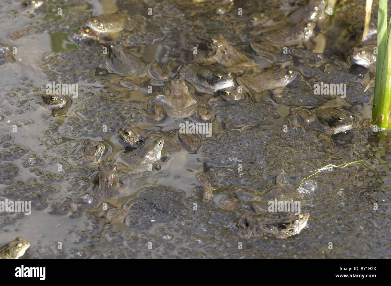 Grasfrosch (Rana Temporaria) im Teich zur Paarung treffen Stockfoto