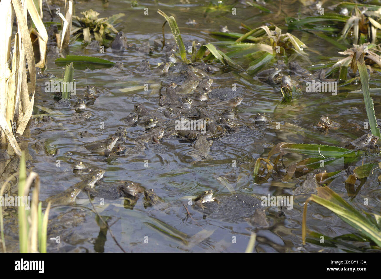 Grasfrosch (Rana Temporaria) im Teich zur Paarung treffen Stockfoto