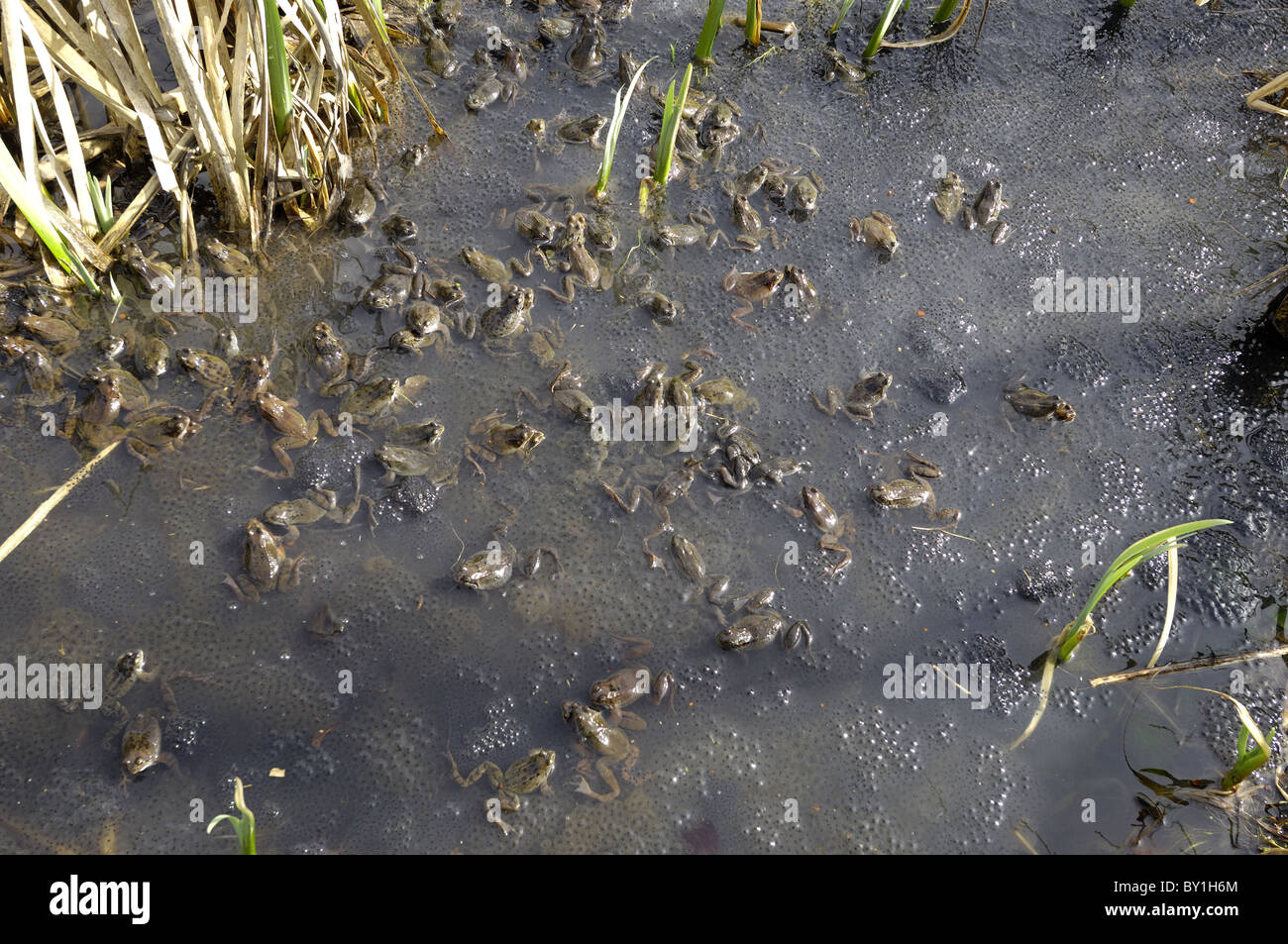 Grasfrosch (Rana Temporaria) im Teich zur Paarung treffen Stockfoto