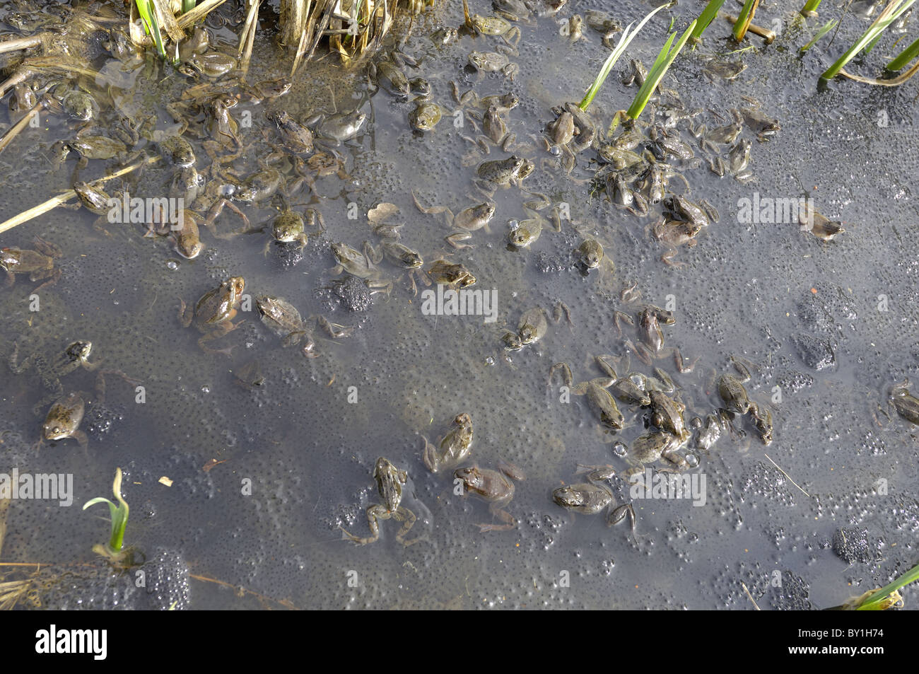 Grasfrosch (Rana Temporaria) im Teich zur Paarung treffen Stockfoto
