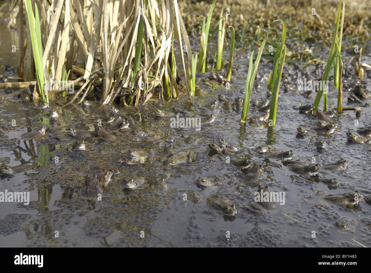 Grasfrosch (Rana Temporaria) im Teich zur Paarung treffen Stockfoto