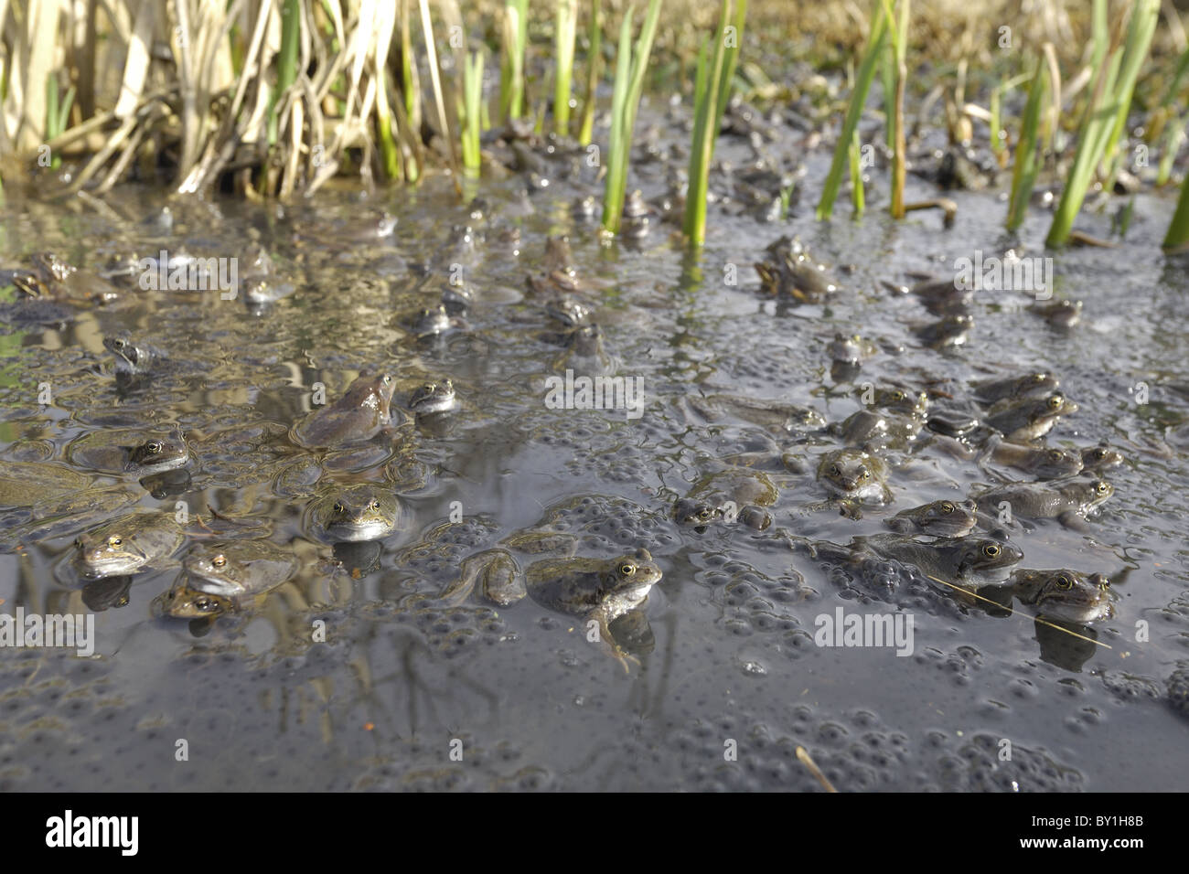Grasfrosch (Rana Temporaria) im Teich zur Paarung treffen Stockfoto