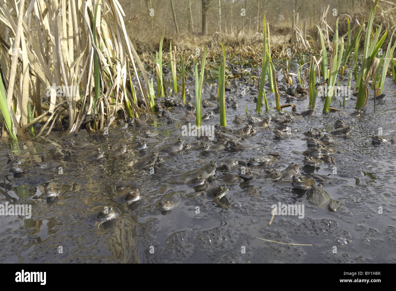 Grasfrosch (Rana Temporaria) im Teich zur Paarung treffen Stockfoto