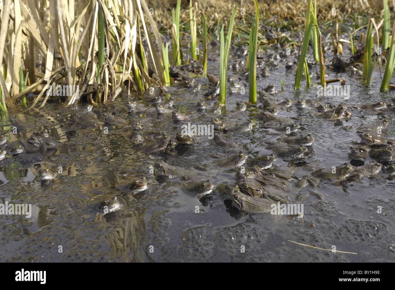 Grasfrosch (Rana Temporaria) im Teich zur Paarung treffen Stockfoto
