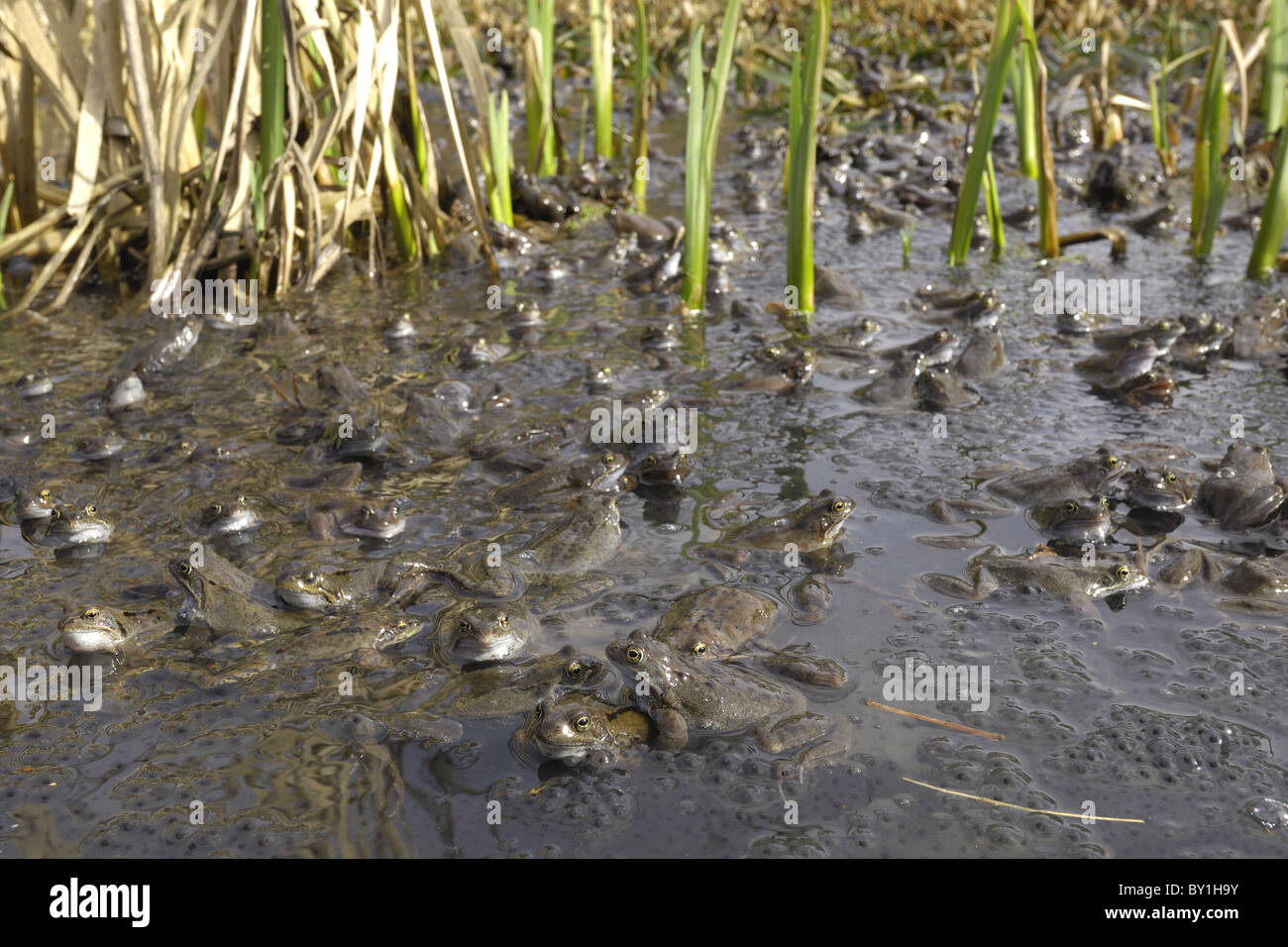 Grasfrosch (Rana Temporaria) im Teich zur Paarung treffen Stockfoto