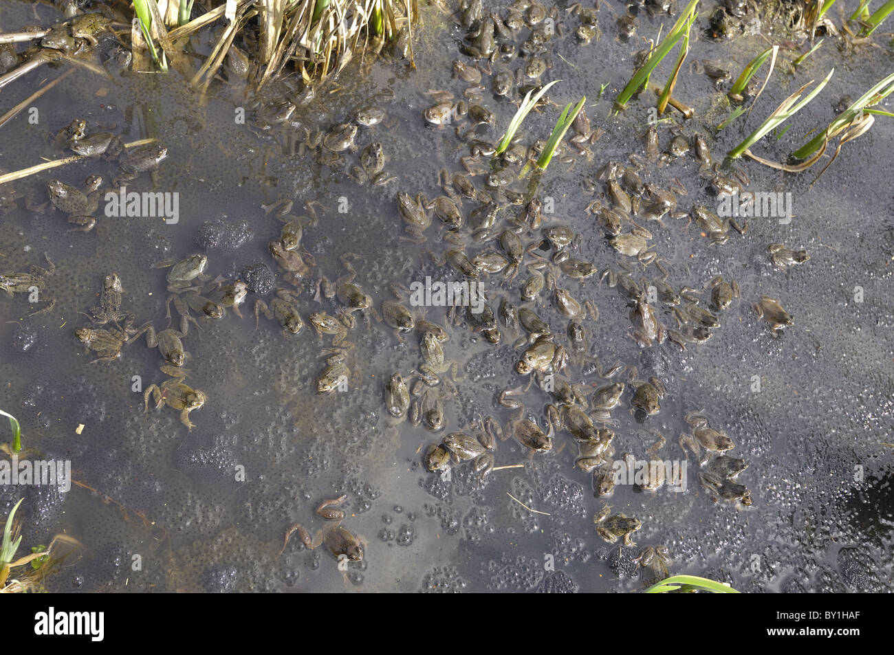 Grasfrosch (Rana Temporaria) im Teich zur Paarung treffen Stockfoto