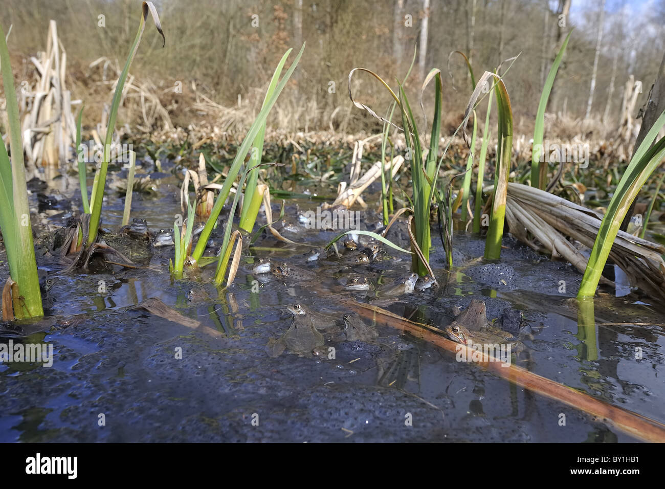 Grasfrosch (Rana Temporaria) im Teich zur Paarung treffen Stockfoto