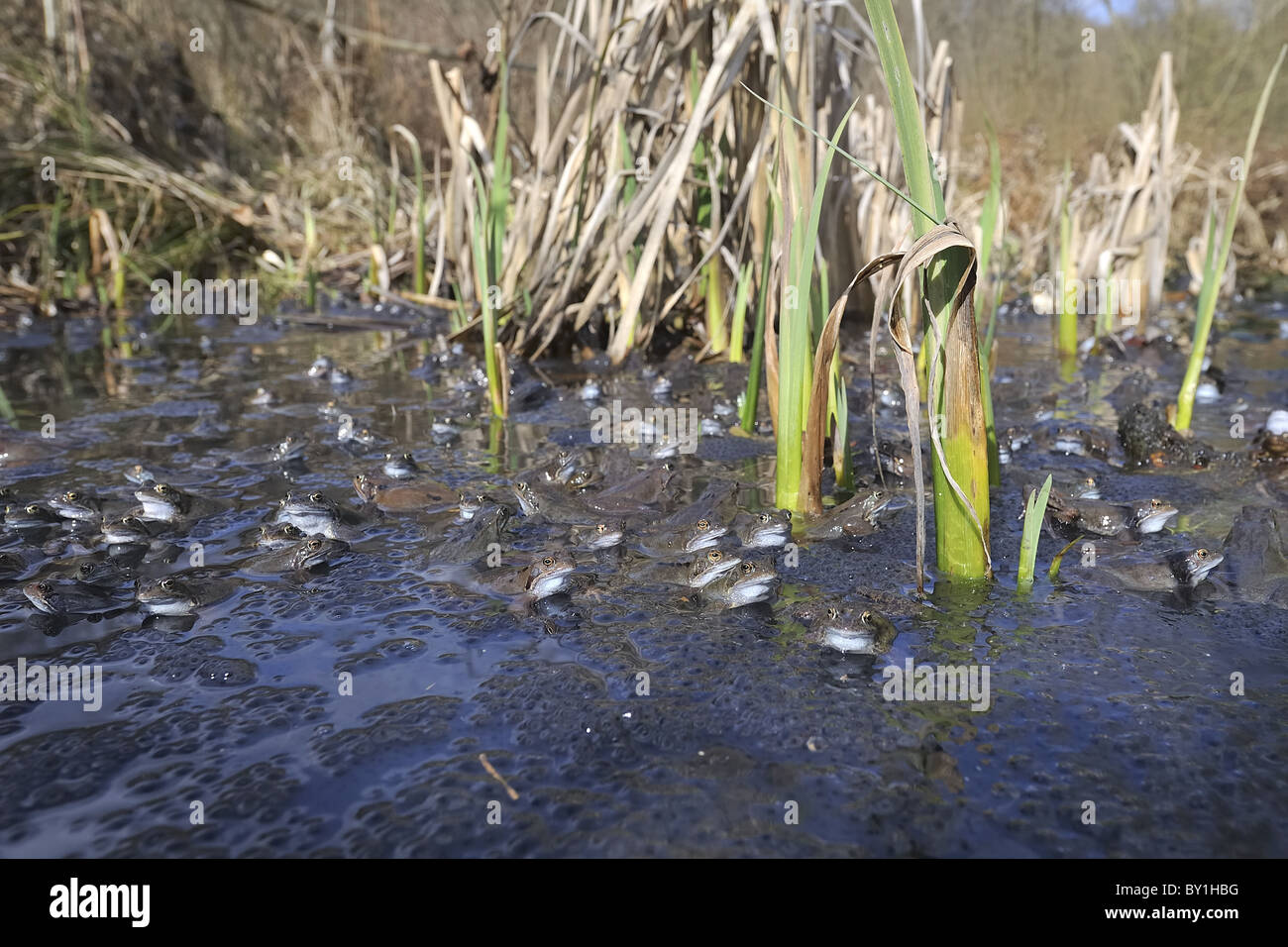 Grasfrosch (Rana Temporaria) im Teich zur Paarung treffen Stockfoto