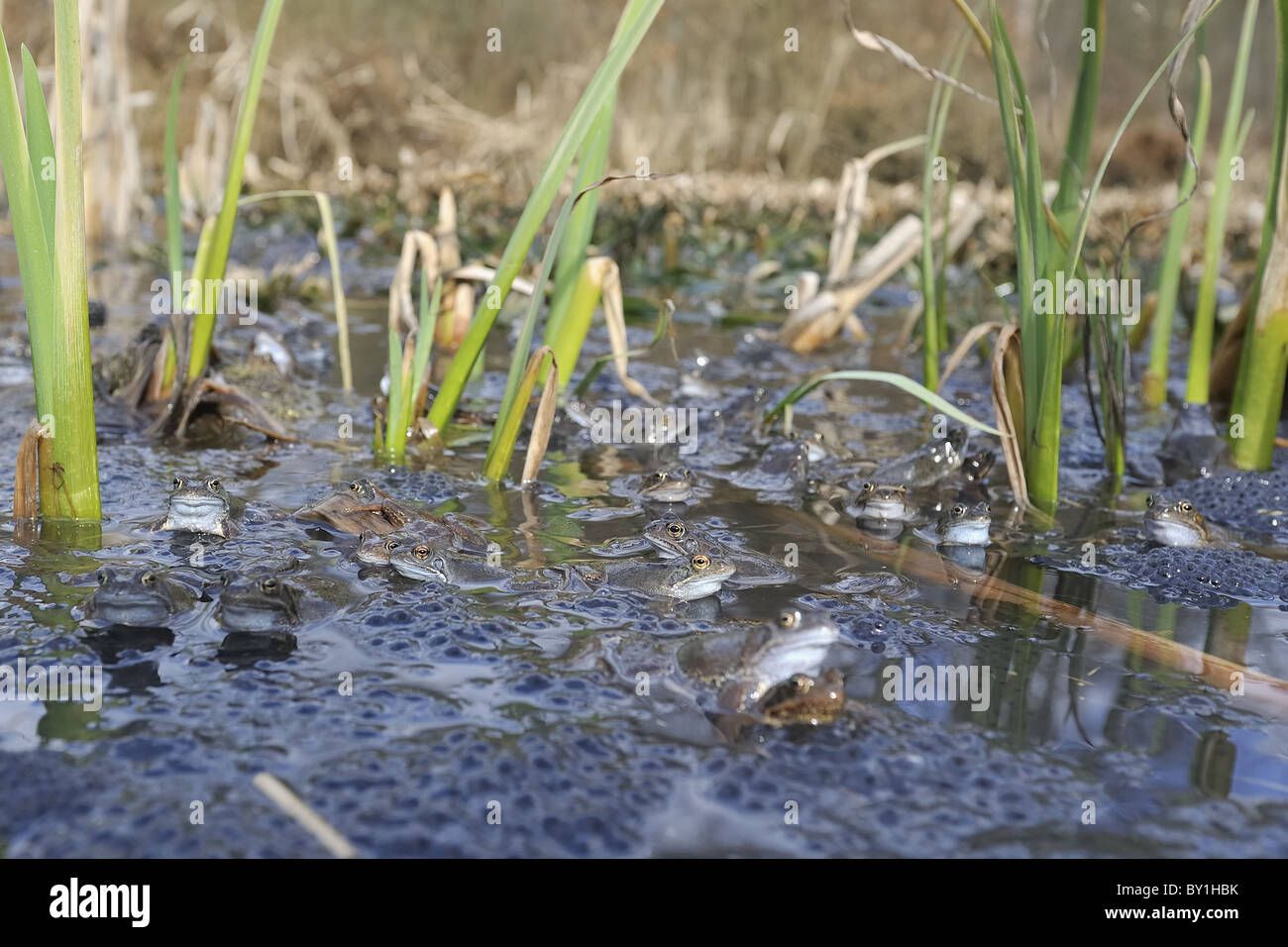 Grasfrosch (Rana Temporaria) im Teich zur Paarung treffen Stockfoto