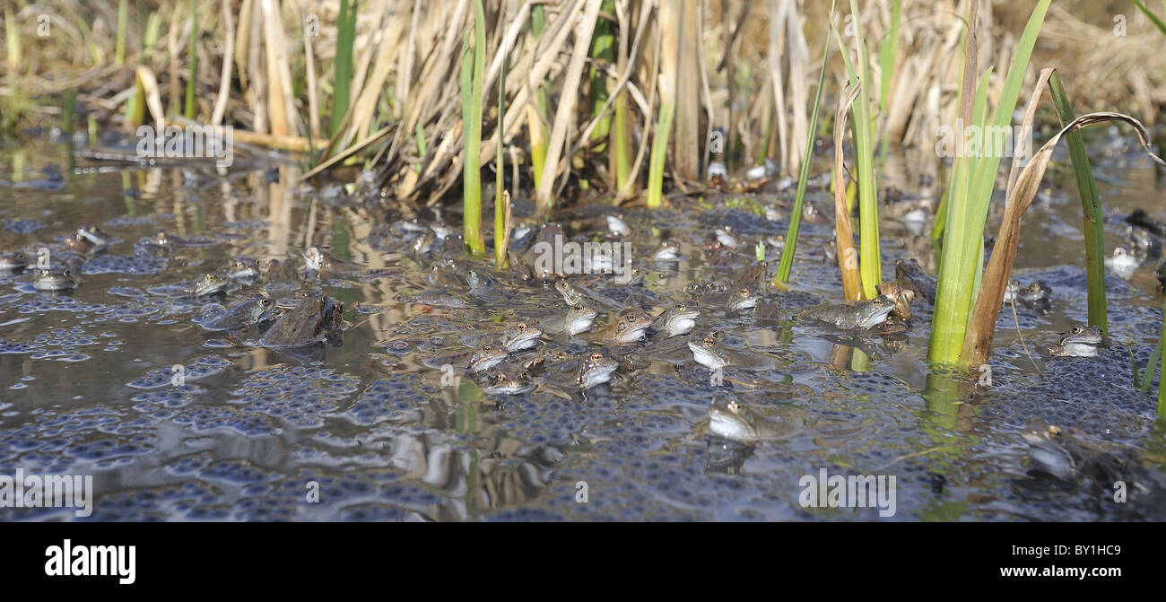 Grasfrosch (Rana Temporaria) im Teich zur Paarung treffen Stockfoto