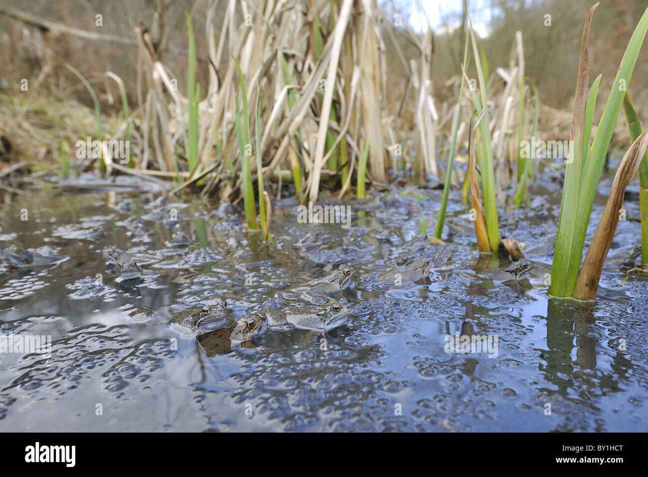 Grasfrosch (Rana Temporaria) im Teich zur Paarung treffen Stockfoto