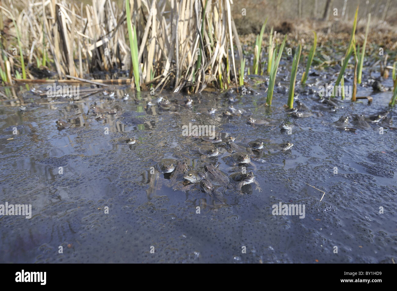Grasfrosch (Rana Temporaria) im Teich zur Paarung treffen Stockfoto