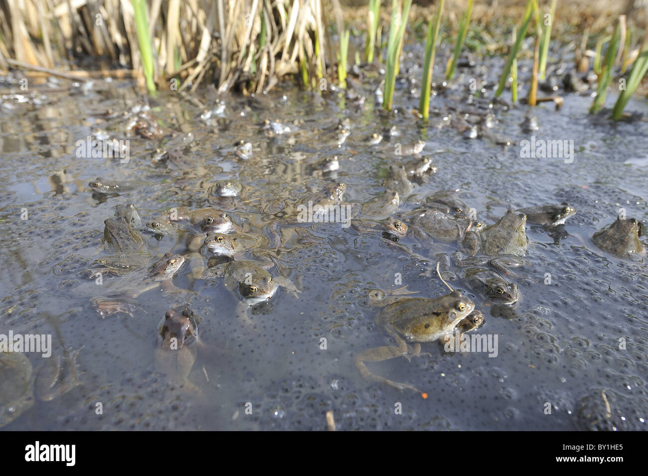 Grasfrosch (Rana Temporaria) im Teich zur Paarung treffen Stockfoto