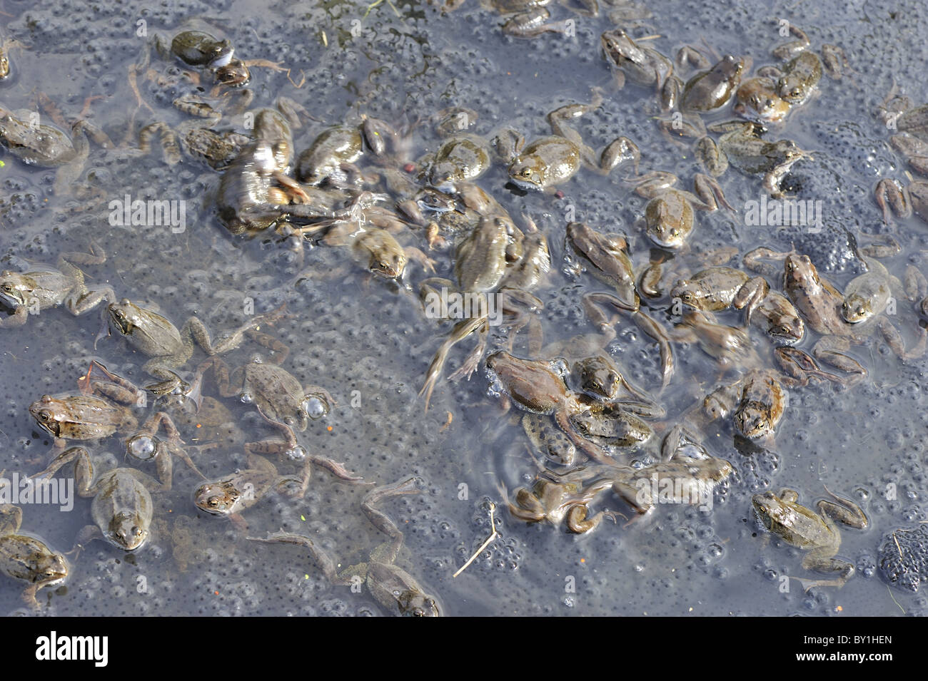 Grasfrosch (Rana Temporaria) im Teich zur Paarung treffen Stockfoto
