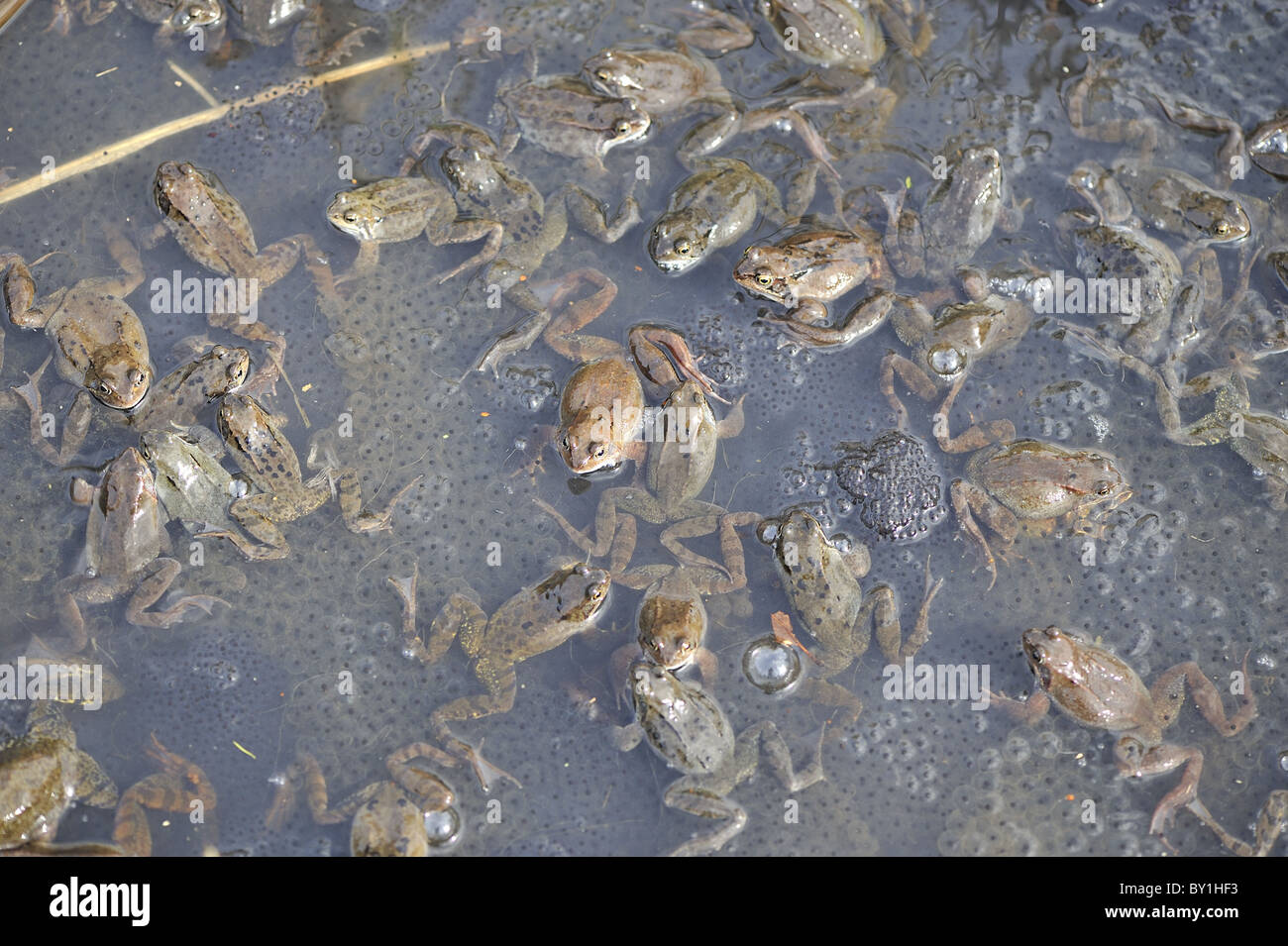 Grasfrosch (Rana Temporaria) im Teich zur Paarung treffen Stockfoto
