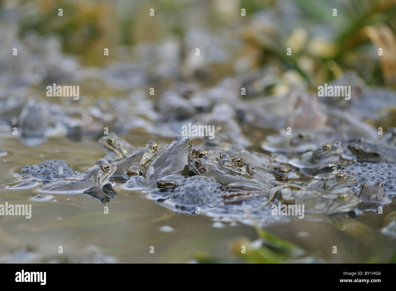 Grasfrosch (Rana Temporaria) im Teich zur Paarung treffen Stockfoto