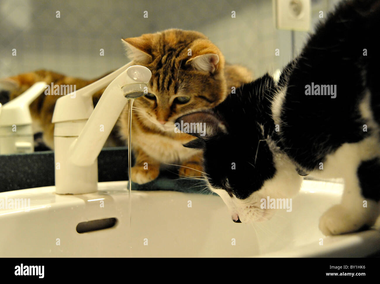 Lustige Tiere, Hauskatzen. Stockfoto