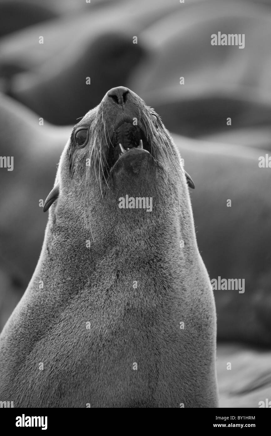 Namibia, ein Bellen Cape Seebär. Einer der eine Kolonie von Tausenden. Stockfoto